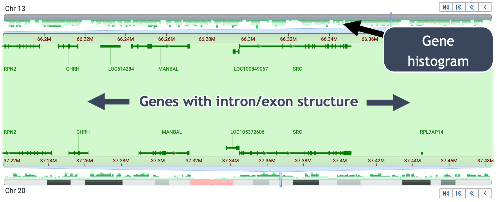 Zoomed in to level with gene structure, and gene histogram labeled