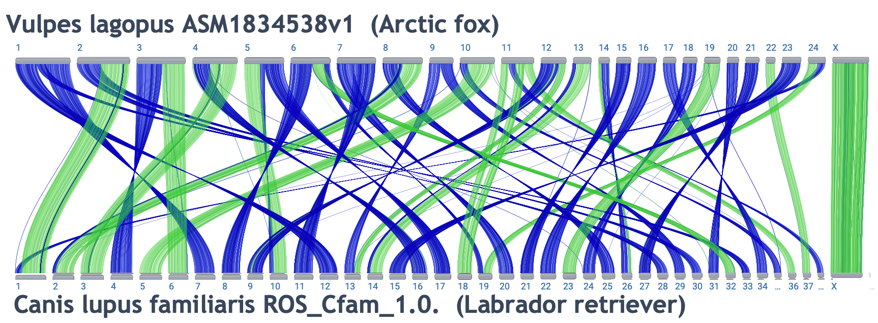 Ideogram view of arctic fox and labrador retriever
