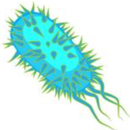 bacteria clipart image