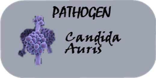A graphic with the answer, Candida auris is the infectious fungal isolate.