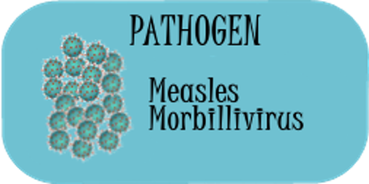 A graphic with the answer, Measles morbillivirus is the infectious viral isolate.