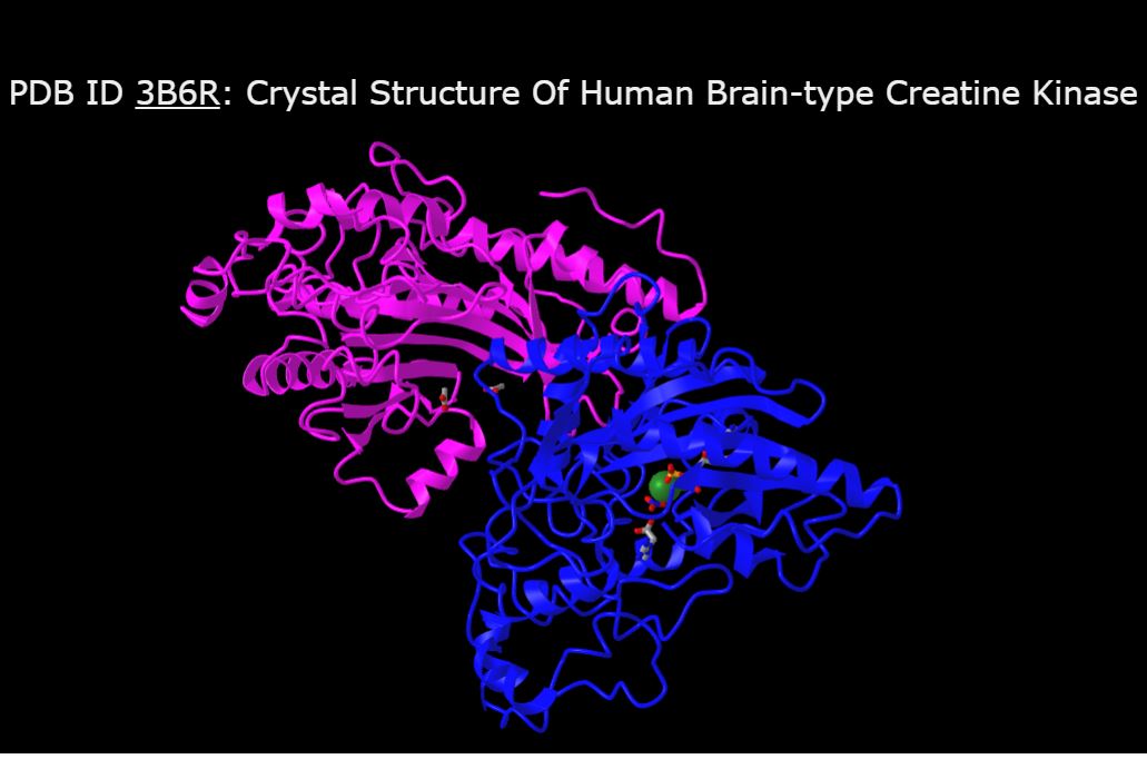 Image of brain creatine kinase structure