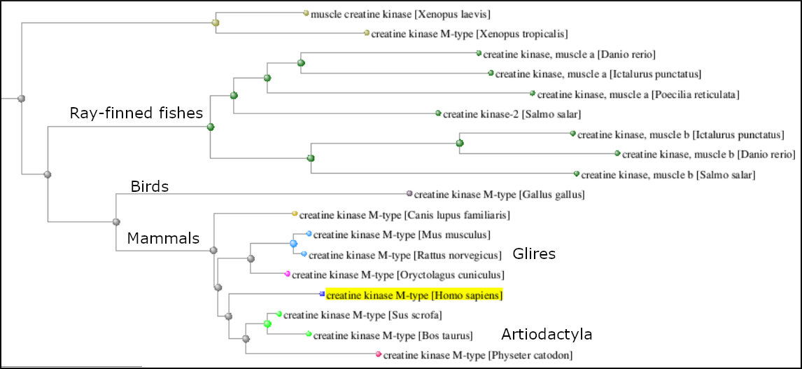Expanded phylogenetic tree of phosphagen kinases
