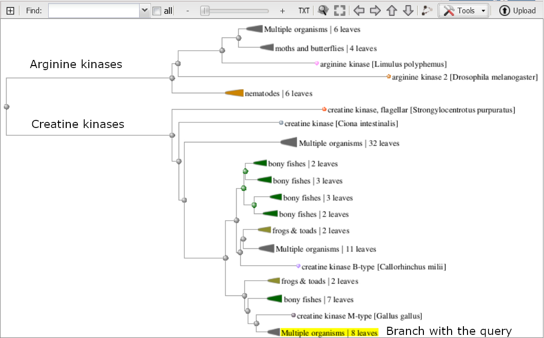Phylogenetic tree of animal phosphagen kinase proteins