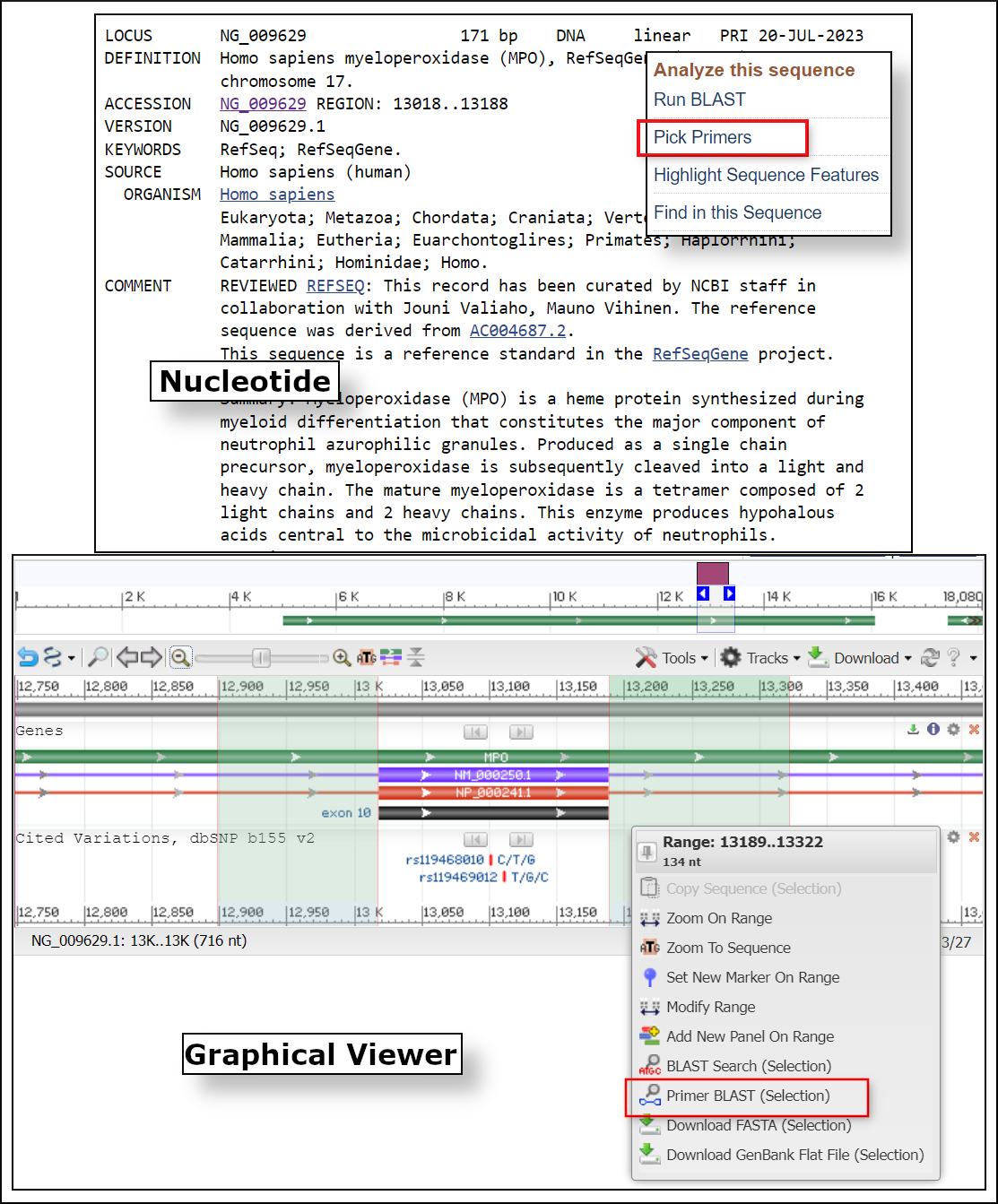 Image of NCBI Nucleotide Record and Graphical Viewer with Primer-BLAST links
