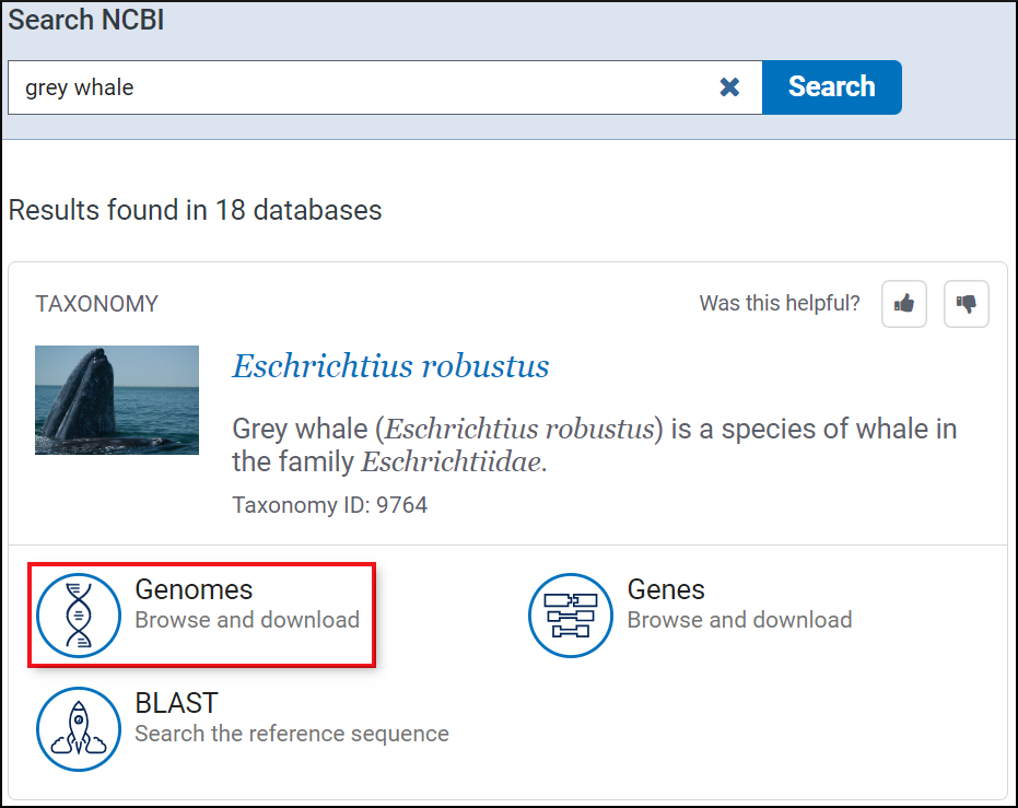 Screenshot of grey whale search results with link to genomes highlighted