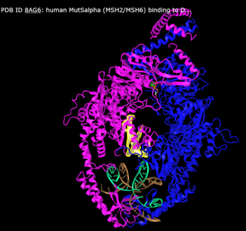 Image of the 3D structure of the MSH2/MSH6/DNA complex shown in iCn3D