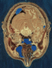 Section through Visible Human Male - head, including cerebellum, cerebral cortex, brainstem, nasal passages (from Head subset)