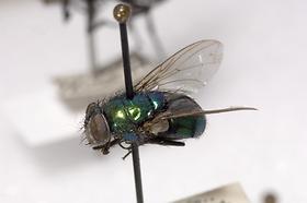 Adult Greenbottle Fly (Phaenicia coeruleivirdis)