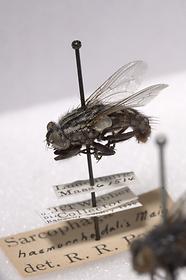 Adult Red-Tailed Flesh Fly (Sarcophaga haemorrhoidalis)
