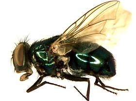 Blow fly (Phaenicia sericata)